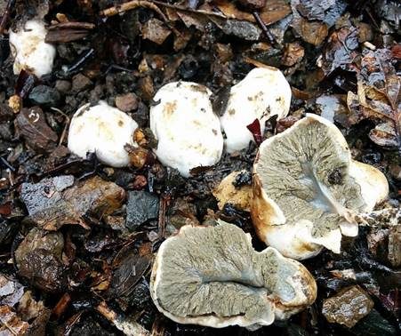 Gelber Schwanztrüffel, Foto 2