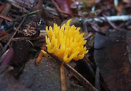 Gelbe Wiesenkoralle, Foto 5
