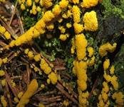 Gelber Eierschleimpilz, Foto 6