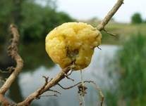 Gelber Eierschleimpilz, Foto 8