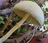 Gelber Faltenschirmling, Foto 22
