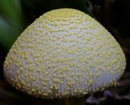 Gelber Faltenschirmling, Foto 7