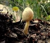 Gelber Faltenschirmling, Foto 10