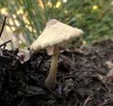 Gelber Faltenschirmling, Foto 11