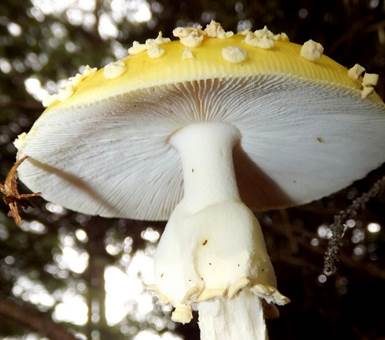 Gelber Fliegenpilz, Foto 2