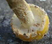 Gelber Fliegenpilz, Foto 6