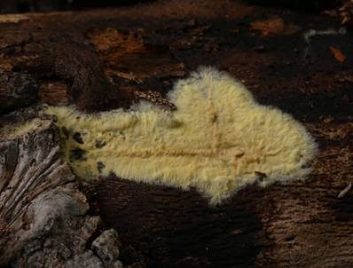 Gelber Hautrindenpilz, Foto 4