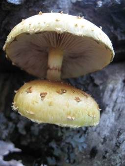 Abweichender Schüppling, Foto 4
