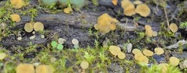 Bartloses Nagelbecherchen, Foto 5