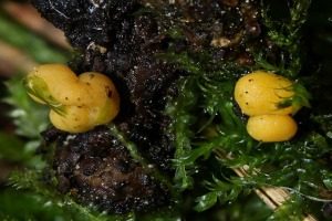Gelber Jochkugelpilz, Foto 1