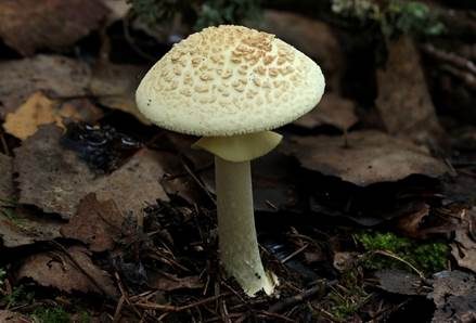 Gelber Knollenblätterpilz, Foto 3