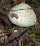 Gelber Knollenblätterpilz, Foto 14
