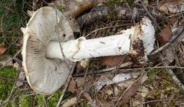 Gelber Knollenblätterpilz, Foto 18