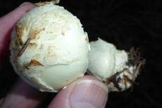 Gelber Knollenblätterpilz, Foto 20