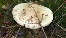 Gelber Knollenblätterpilz, Foto 24