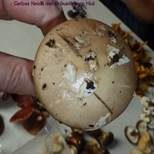 Gelber Knollenblätterpilz, Foto 28