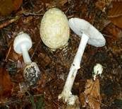 Gelber Knollenblätterpilz, Foto 45