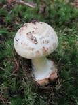 Gelber Knollenblätterpilz, Foto 48