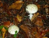 Gelber Knollenblätterpilz, Foto 7