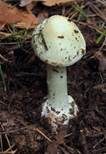 Gelber Knollenblätterpilz, Foto 52