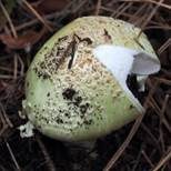 Gelber Knollenblätterpilz, Foto 53