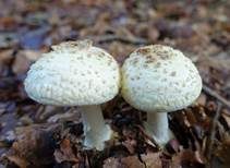 Gelber Knollenblätterpilz, Foto 54