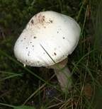 Gelber Knollenblätterpilz, Foto 57
