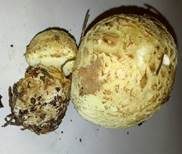 Gelber Knollenblätterpilz, Foto 8