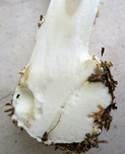 Gelber Knollenblätterpilz, Foto 65