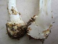 Gelber Knollenblätterpilz, Foto 66