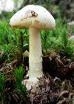Gelber Knollenblätterpilz, Foto 70