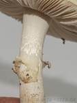 Gelber Knollenblätterpilz, Foto 73