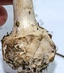 Gelber Knollenblätterpilz, Foto 75