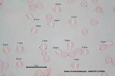 Gelber Knollenblätterpilz, Foto 89