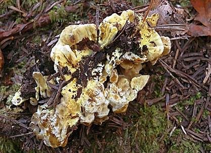 Gelber Korkstacheling, Foto 3
