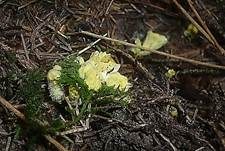Gelber Korkstacheling, Foto 20