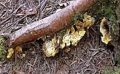 Gelber Korkstacheling, Foto 6