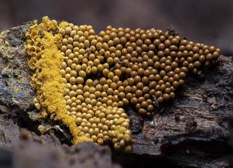 Gelber Neststäubling, Foto 4