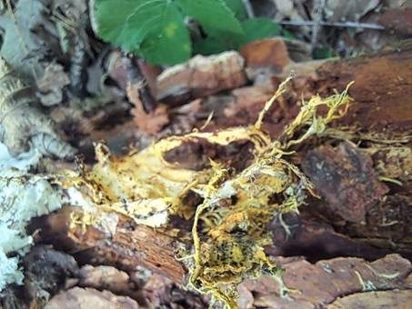 Gelber Rhizomorphen-Trametenrindenpilz, Foto 2