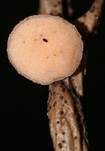 Gelber Sadebaumbecherling, Foto 12