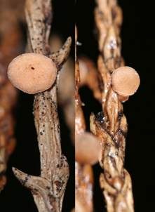 Gelber Sadebaumbecherling, Foto 5