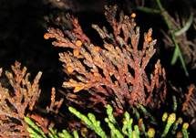 Gelber Sadebaumbecherling, Foto 10