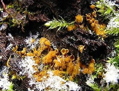 Gelber Scheinhaarstäubling, Foto 4