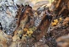 Gelber Scheinhaarstäubling, Foto 23