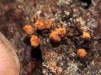 Gelber Scheinhaarstäubling, Foto 30