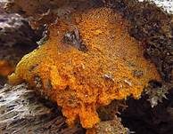 Gelber Schleimpilz, Foto 7