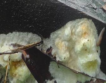 Gelber Stachelrindenpilz, Foto 3