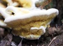 Gelber Stachelrindenpilz, Foto 14