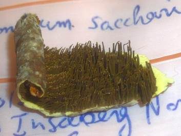 Gelber Stachelrindenpilz, Foto 4