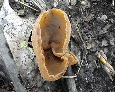 Gelber Wachsbecherling, Foto 2